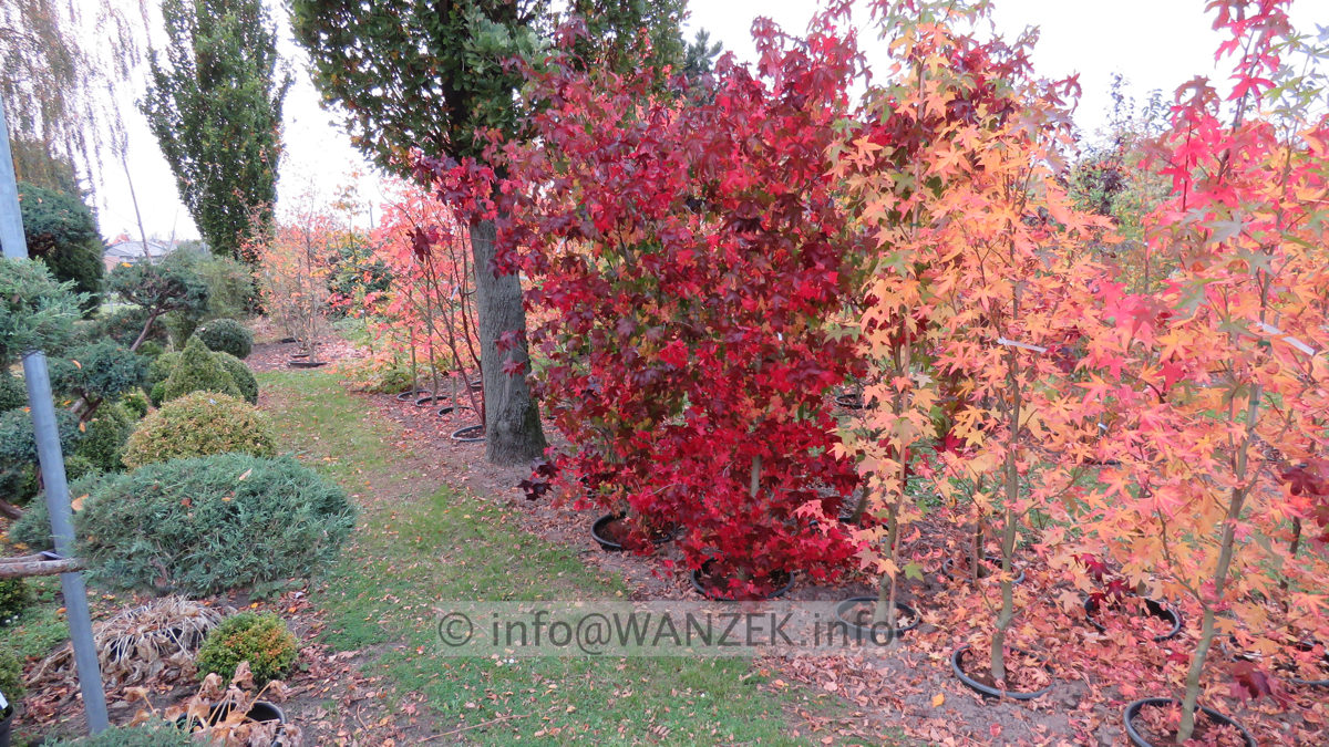 Liquidambar styraciflua - ganze Beete Herbst 01.JPG